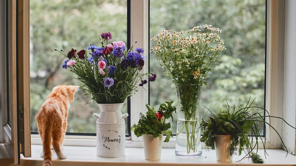 ねこ暮らしの春支度：花粉と抜け毛をためないリビング整え術